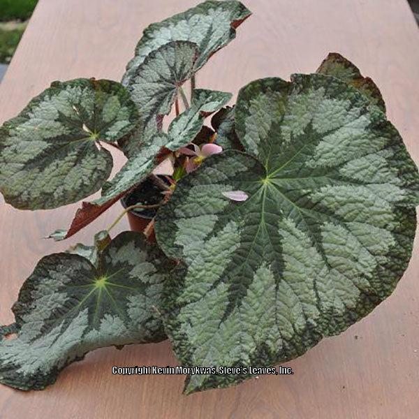 Begonia 'Elephant Ear' in the Begonias Database