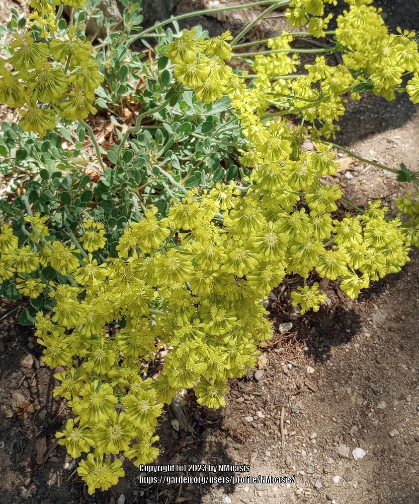 Photo of the entire plant of Sulfur Flower (Eriogonum umbellatum
