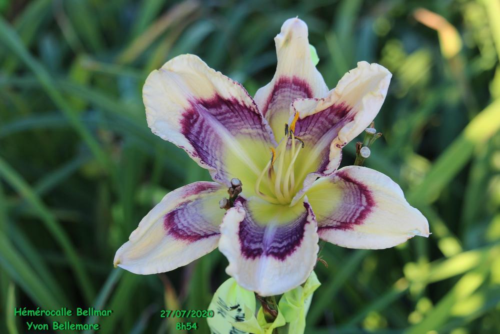Photo of the bloom of Daylily (Hemerocallis 'Broken Open') posted by
