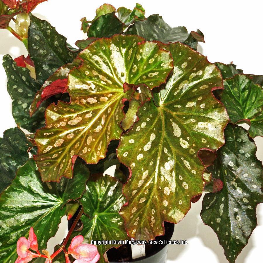 Cane Begonia (Begonia 'Jim Wyrtzen') in the Begonias Database