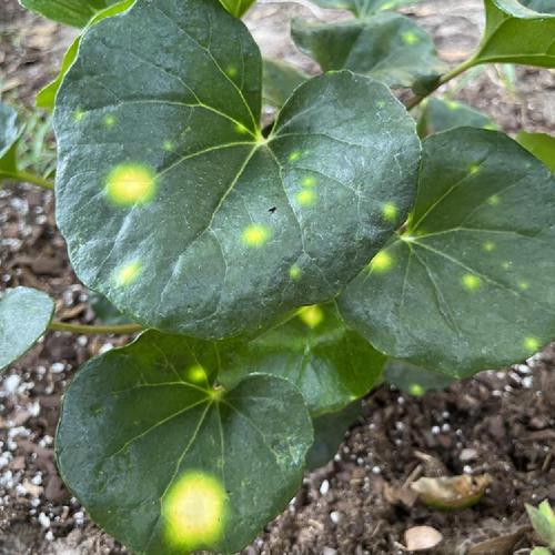 Leopard Plant (Farfugium japonicum 'Aureomaculatum')