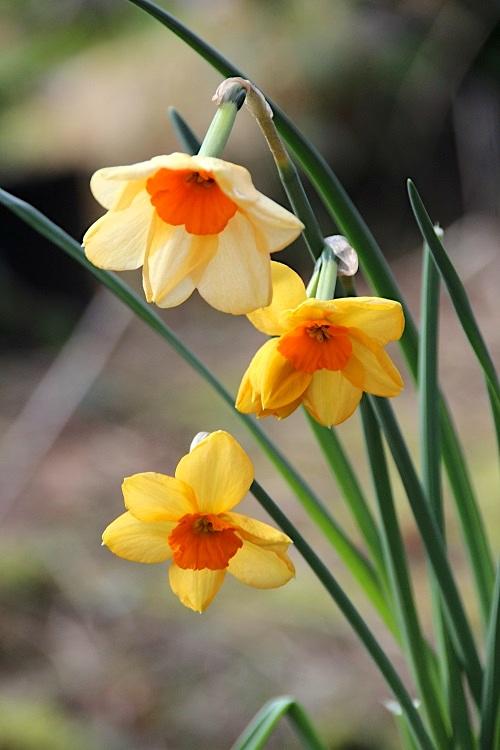 Photo of the bloom of Jonquilla Daffodil (Narcissus 'Kedron') posted by