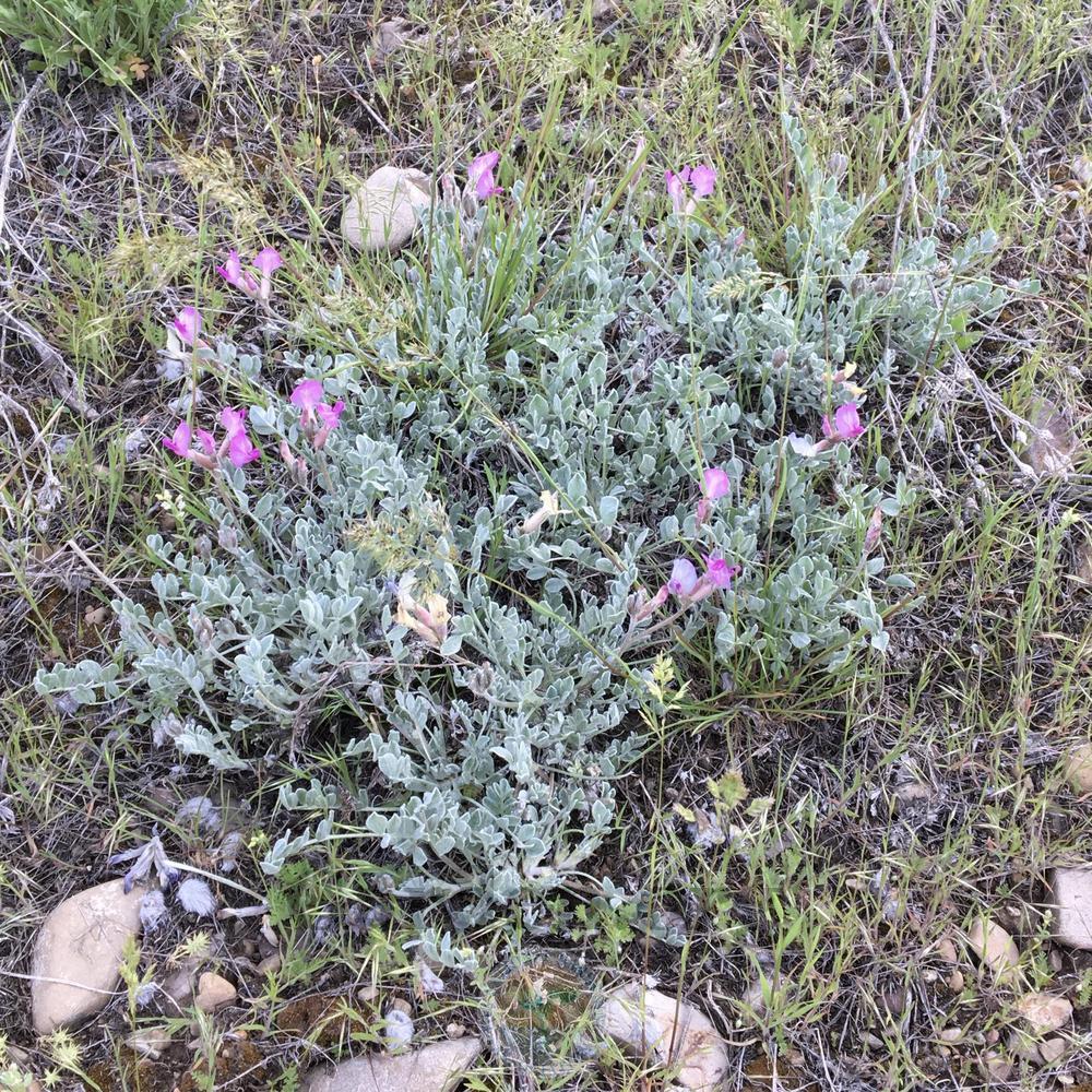 Photo of the entire plant of Utah Milkvetch (Astragalus utahensis