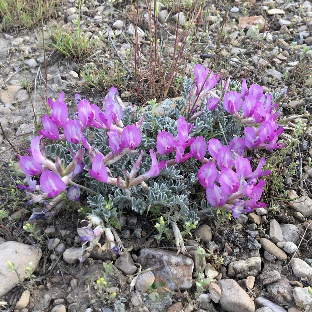 Photo of the bloom of Utah Milkvetch (Astragalus utahensis) posted by