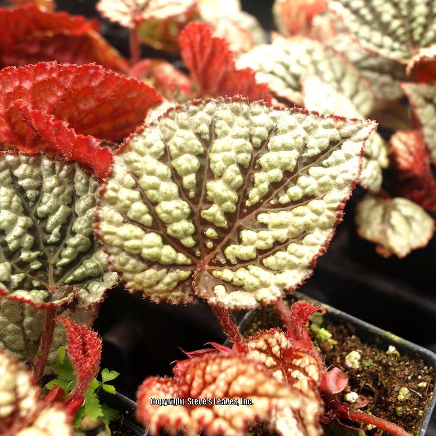 Photo of the leaves of Begonia 'Steve's Leaves Kindle' posted by Calif