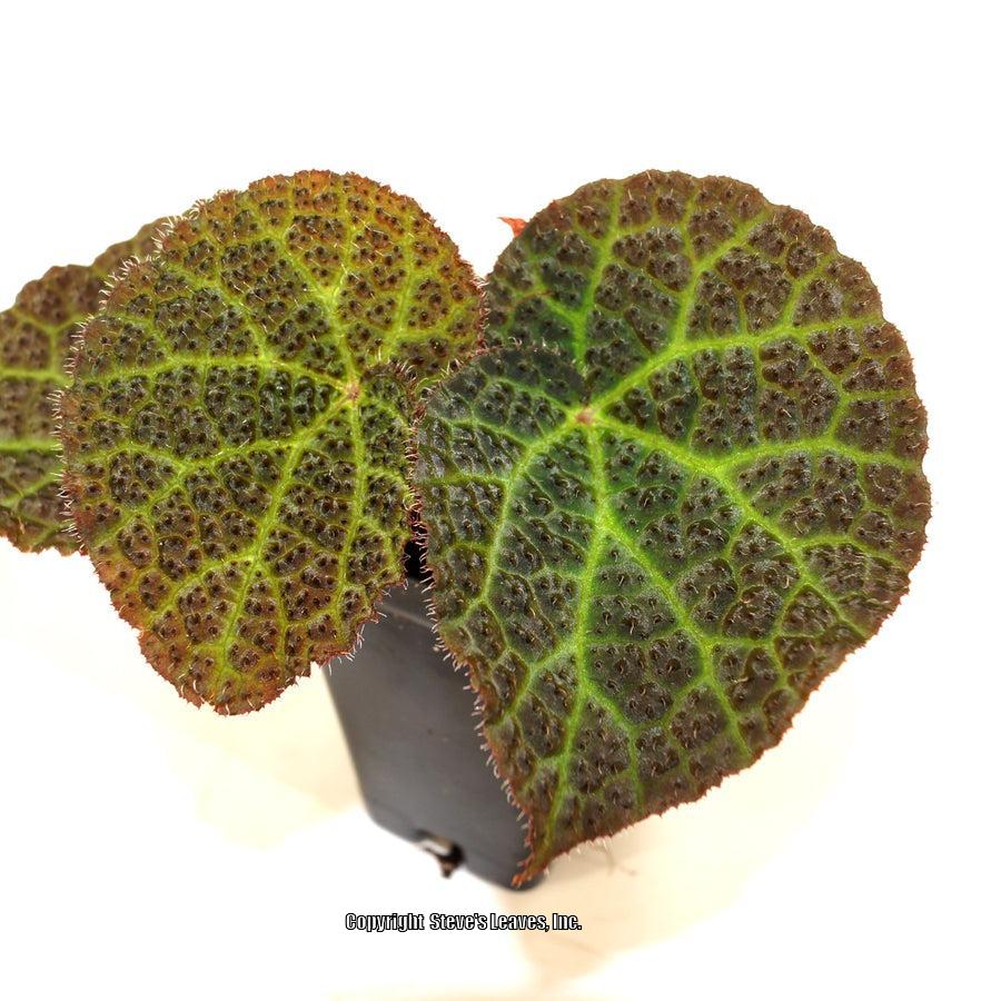 Begonia 'Steve's Leaves Moonwalk' in the Begonias Database