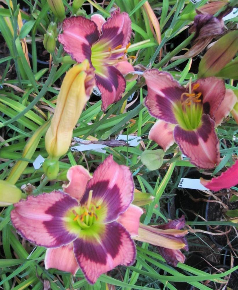Photo of the bloom of Daylily (Hemerocallis 'Rainy Night in