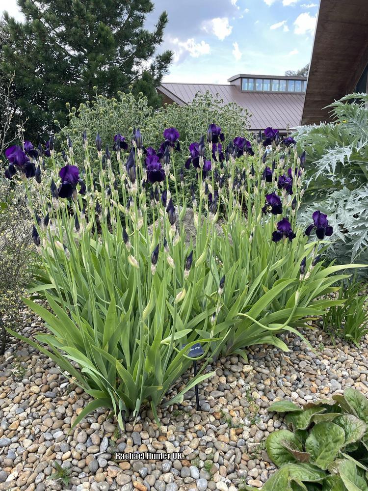 Photo of the entire plant of Tall Bearded Iris (Iris 'Sable') posted by