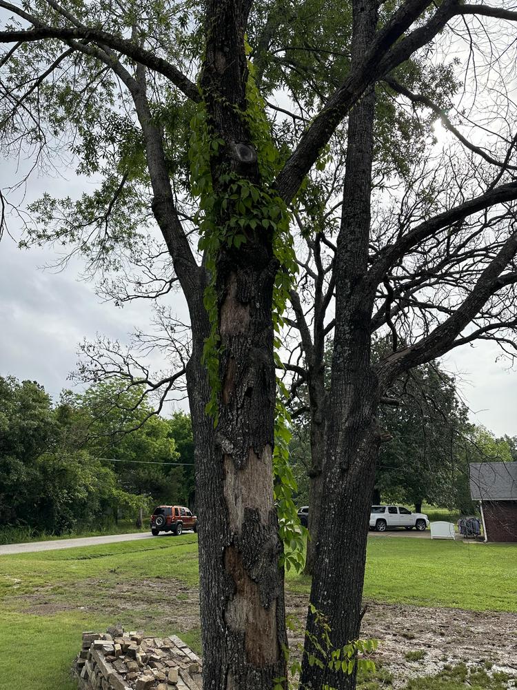 Trees dying in my front yard in the Trees and Shrubs forum