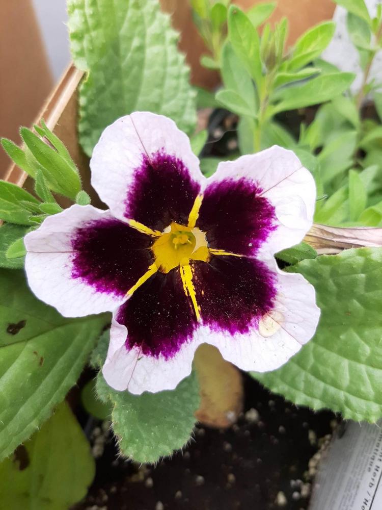 Million Bells (Calibrachoa Calitastic™ Bordeaux Star) in the ...