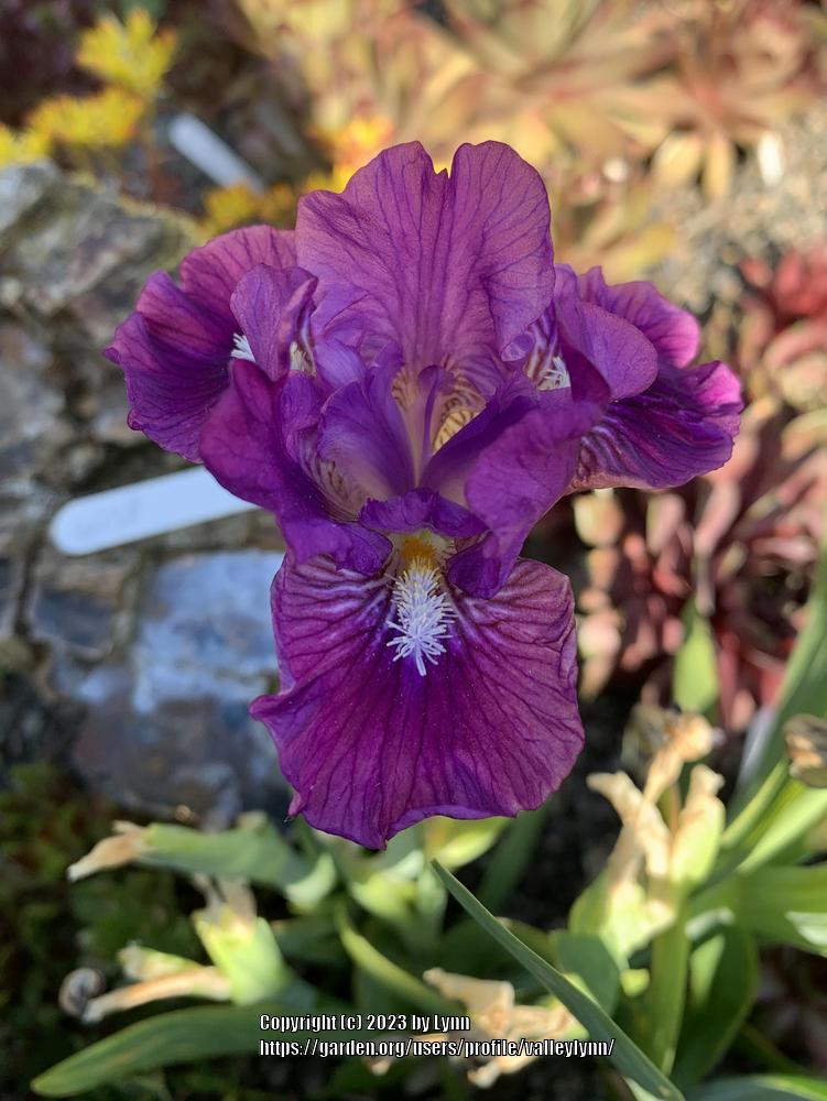 Photo of the bloom of Miniature Dwarf Bearded Iris (Iris 'Wise') posted