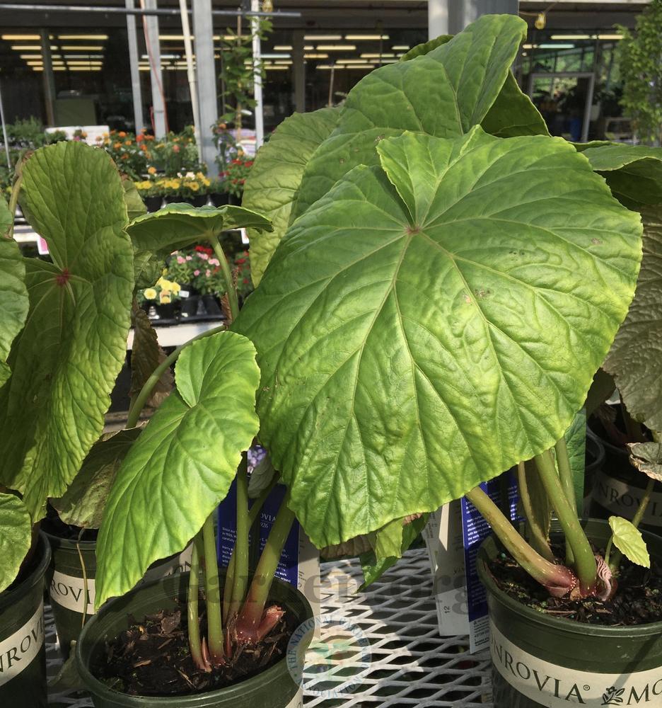Sylhet Begonia (Begonia silletensis subsp. silletensis Tectonic