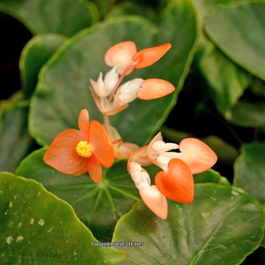 Begonia (Begonia dichroa) in the Begonias Database
