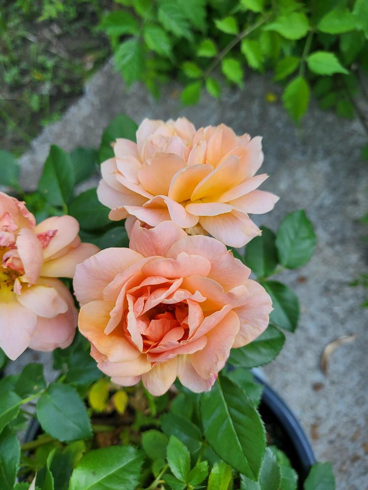 First Time Rose Owner in the Roses forum - Garden.org