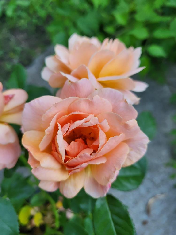 First Time Rose Owner in the Roses forum - Garden.org