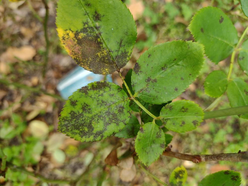 What is this black veiny disease killing roses in the Roses forum