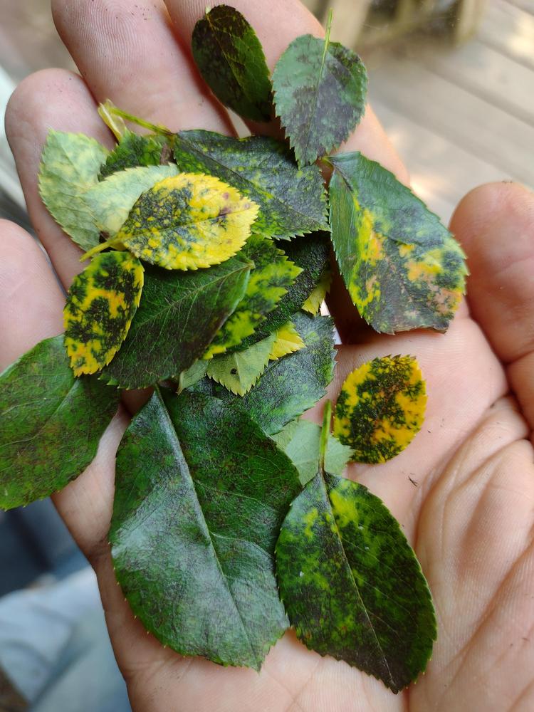 What is this black veiny disease killing roses in the Roses forum