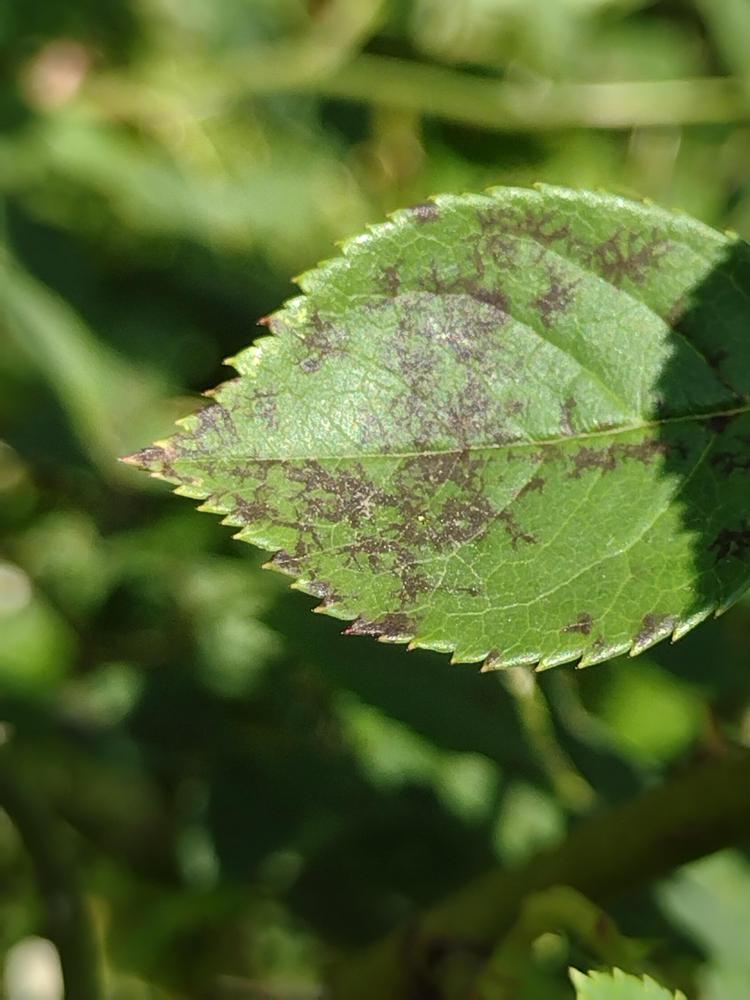 What is this black veiny disease killing roses in the Roses forum