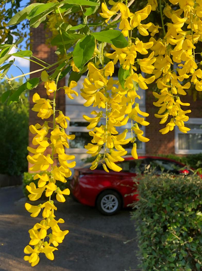 Yellow Wisteria in the Plant ID forum