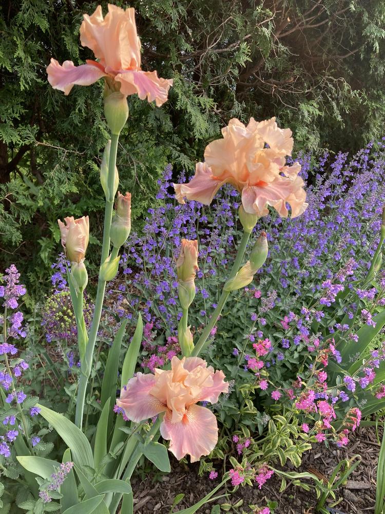Tall Bearded Iris (Iris 'Entitled') in the Irises Database - Garden.org