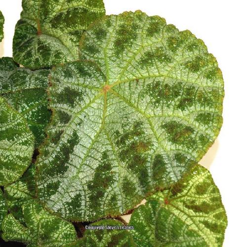 Begonia (Begonia ningmingensis 'Vietnam') in the Begonias Database