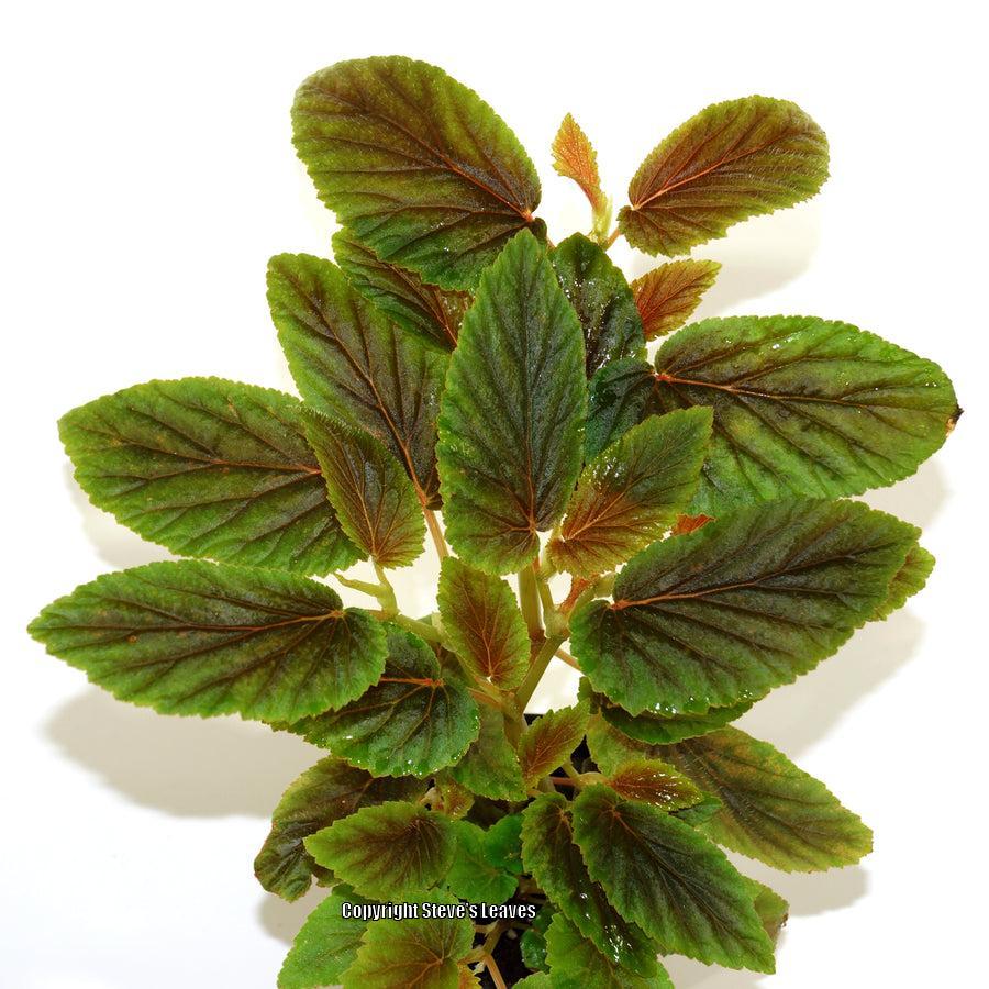 Begonia 'U402' in the Begonias Database