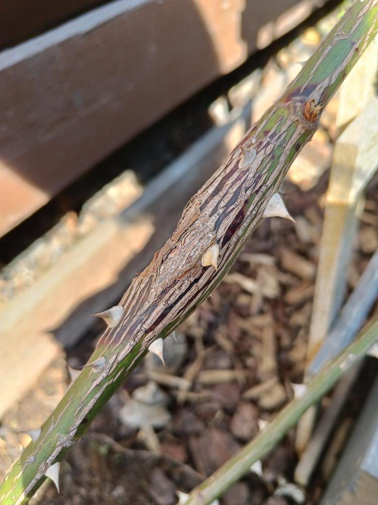 Swelling on the rose trunk is it fatal? in the Roses forum