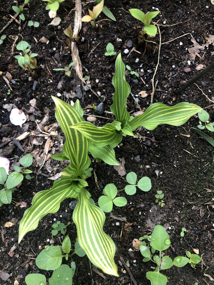 Photo of the leaves of Hosta 'MitonoHana' posted by crawgarden