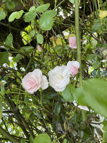 Climbing Roses Identification Climbing Rose Identification Help? in the Roses forum - Garden.org