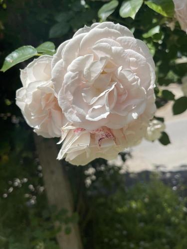 Climbing Roses Identification Climbing Rose Identification Help? in the Roses forum - Garden.org