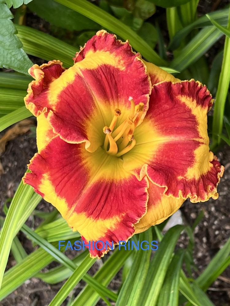Daylily (Hemerocallis 'Fashion Rings') in the Daylilies Database