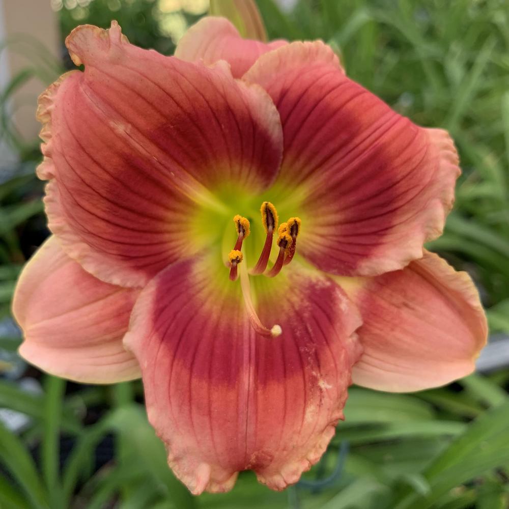 Photo of the bloom of Daylily (Hemerocallis 'Vintage Ribbons') posted