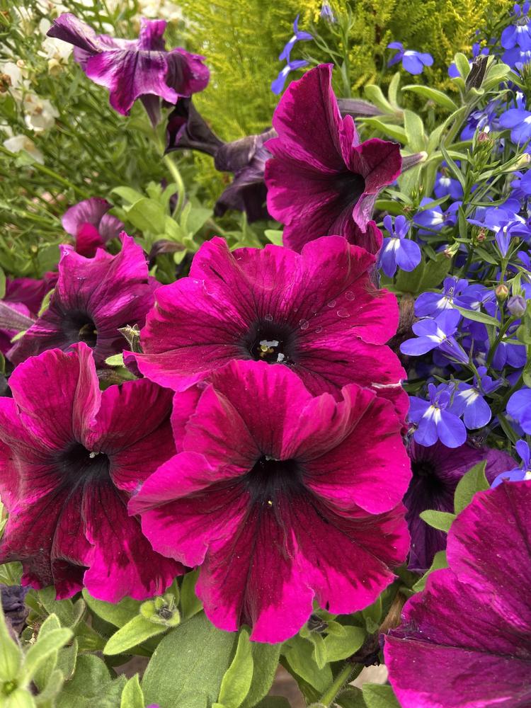 Photo of the bloom of Petunia Crazytunia® Cosmic Purple posted by Calif