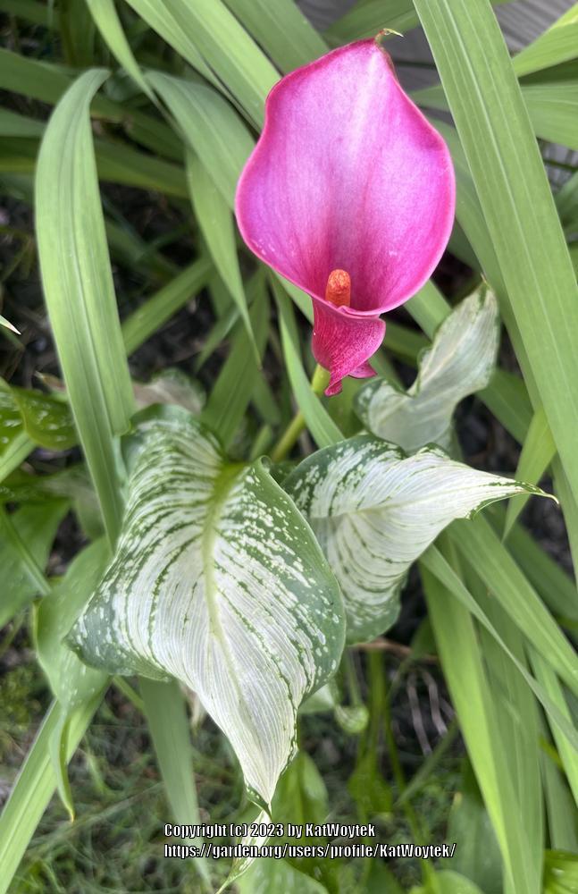Calla Lily (Zantedeschia 'Frozen Queen') in the Callas Database