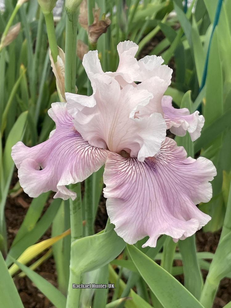 Photo of the bloom of Tall Bearded Iris (Iris 'Mystic Art') posted by