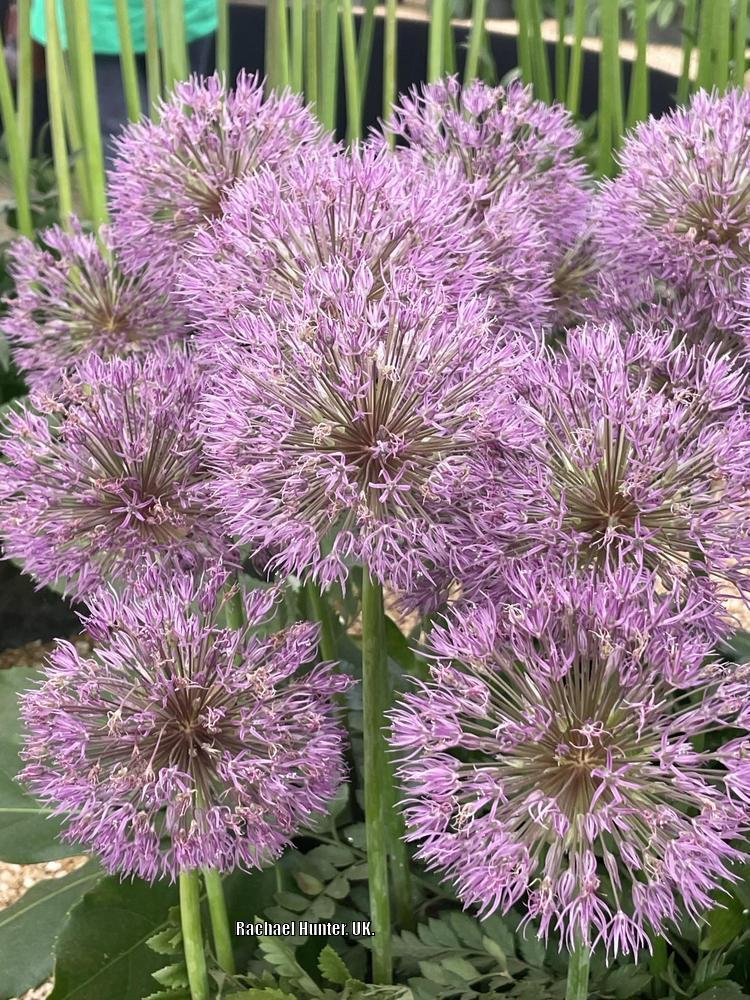 Ornamental Onion (Allium 'Powder Puff')