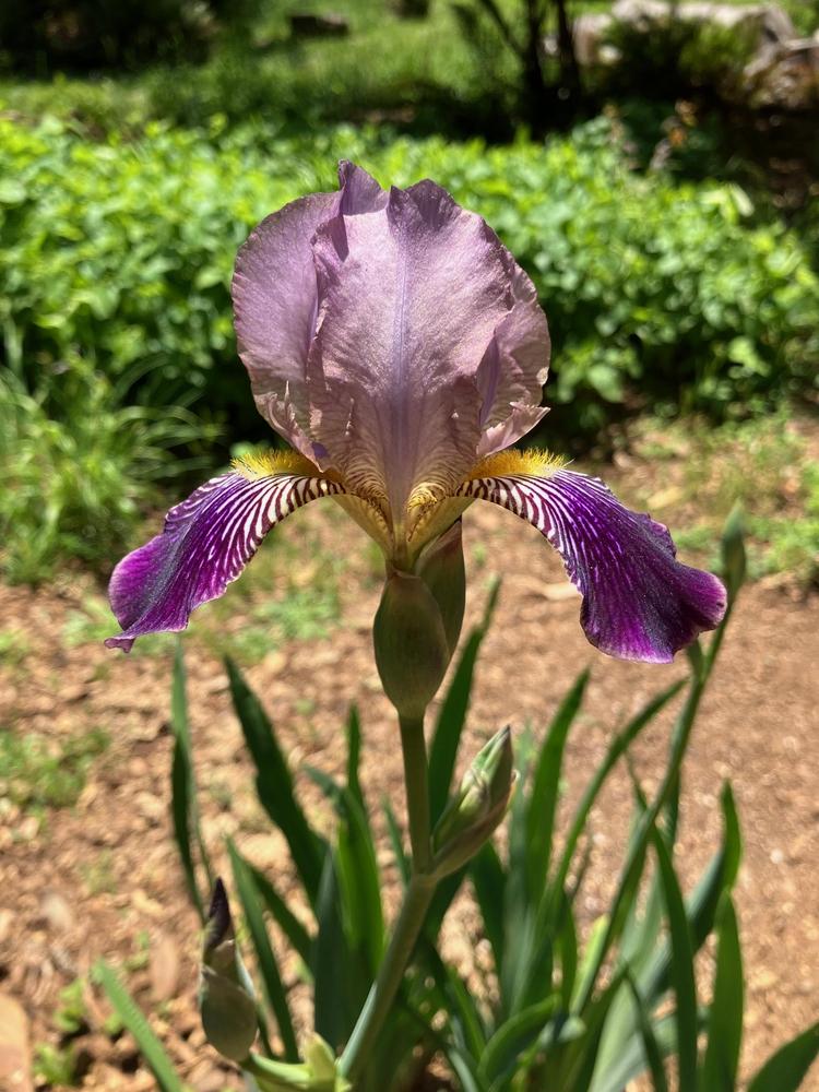 Photo of the bloom of Tall Bearded Iris (Iris 'Fabian') posted by