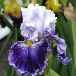 Tall Bearded Iris (Iris 'Shout it Out Loud') in the Irises ...