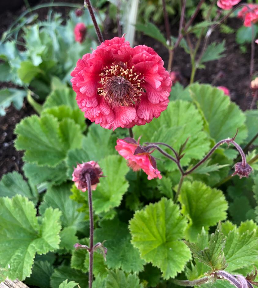 Red Crest in the Plant ID forum - Garden.org