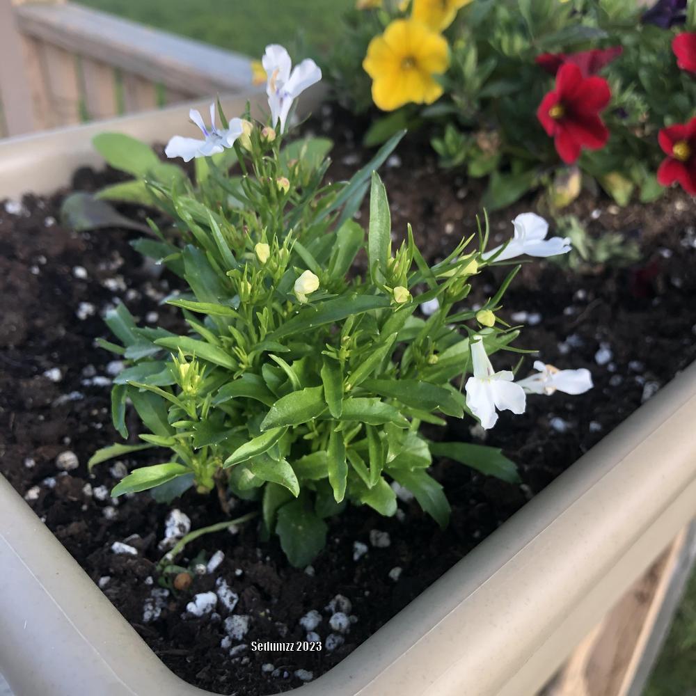 Photo of the entire plant of Edging Lobelia (Lobelia erinus 'Fountain