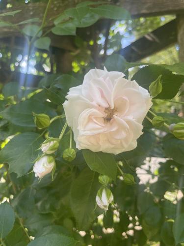 Climbing Roses Identification Climbing Rose Identification Help? in the Roses forum - Garden.org