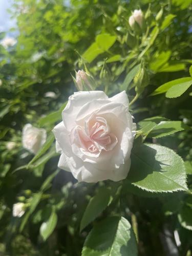 Climbing Roses Identification Climbing Rose Identification Help? in the Roses forum - Garden.org