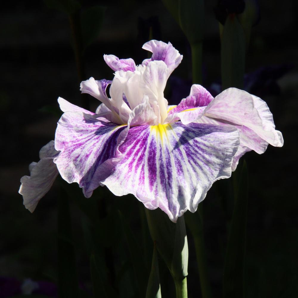 Photo of the bloom of Japanese Iris (Iris ensata Dinner Plate
