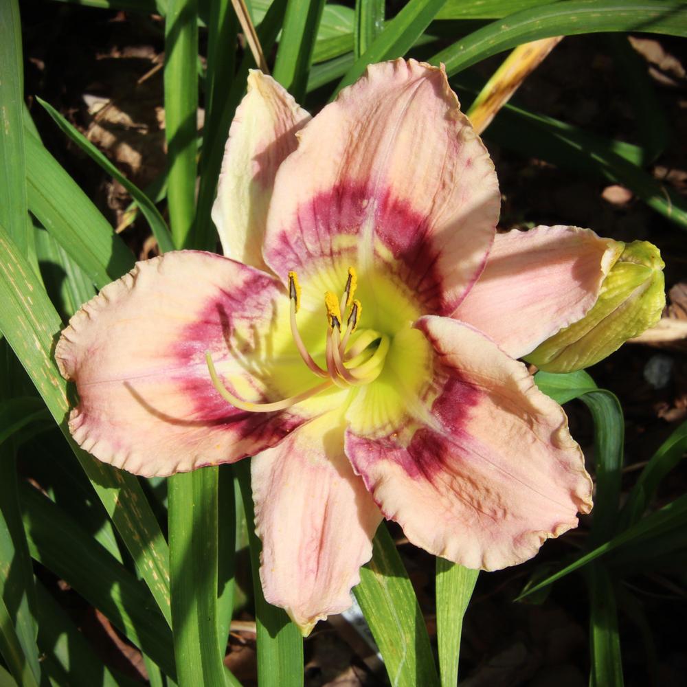 Photo of the bloom of Daylily (Hemerocallis 'Rippling Ripples') posted ...