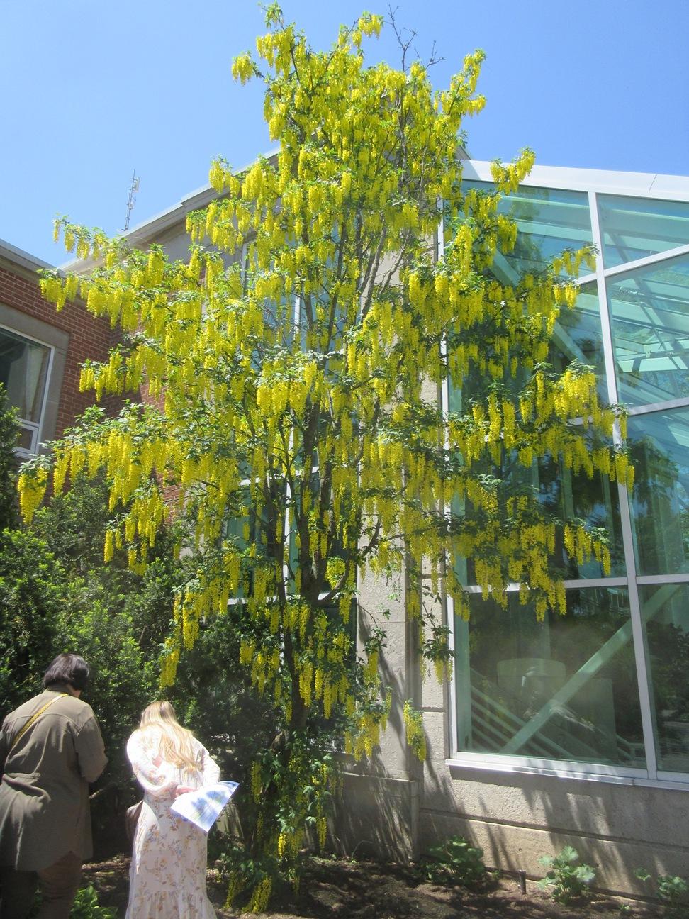 Photo of the entire plant of Golden Chain Tree (Laburnum anagyroides