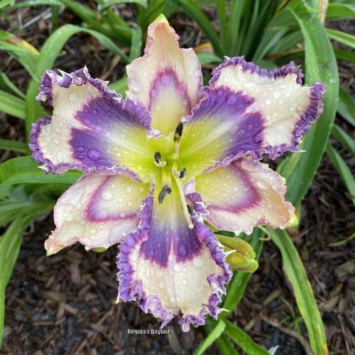 Daylily (Hemerocallis 'Geneva Blue Moon') in the Daylilies Database