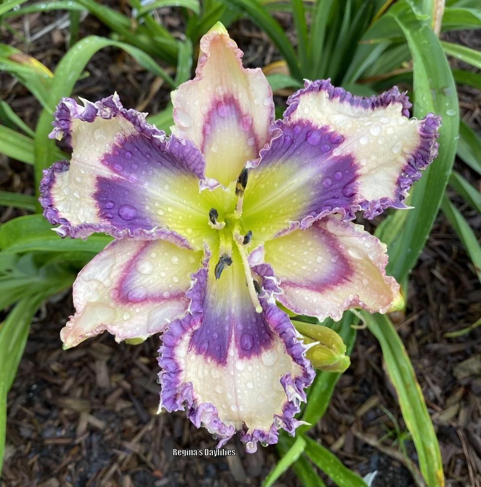 Daylily (Hemerocallis 'Geneva Blue Moon') in the Daylilies Database