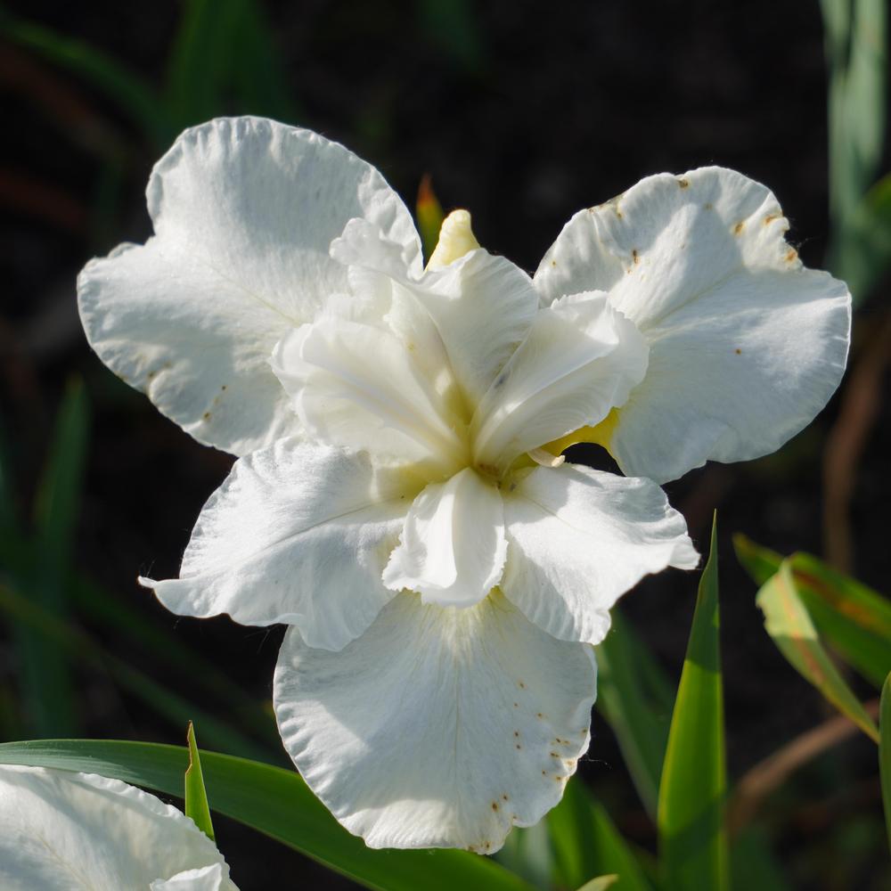 Photo of the bloom of Siberian Iris (Iris 'Harpswell Snow') posted by