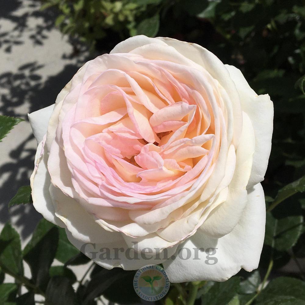 Rose (Rosa 'Camille Claudel') in the Roses Database