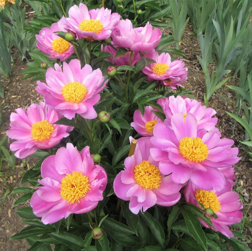 Photo of the entire plant of Chinese Peony (Paeonia lactiflora ‘Sea